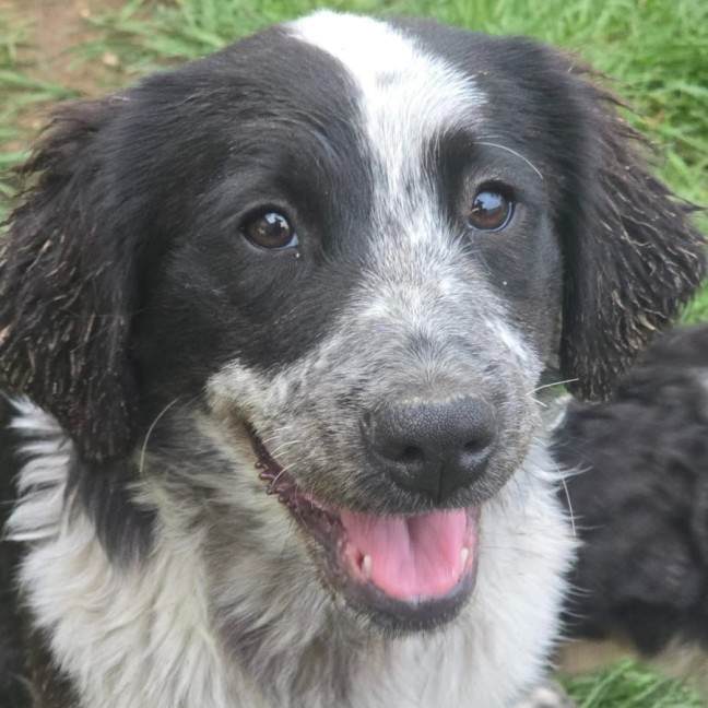 Photo of Giggles