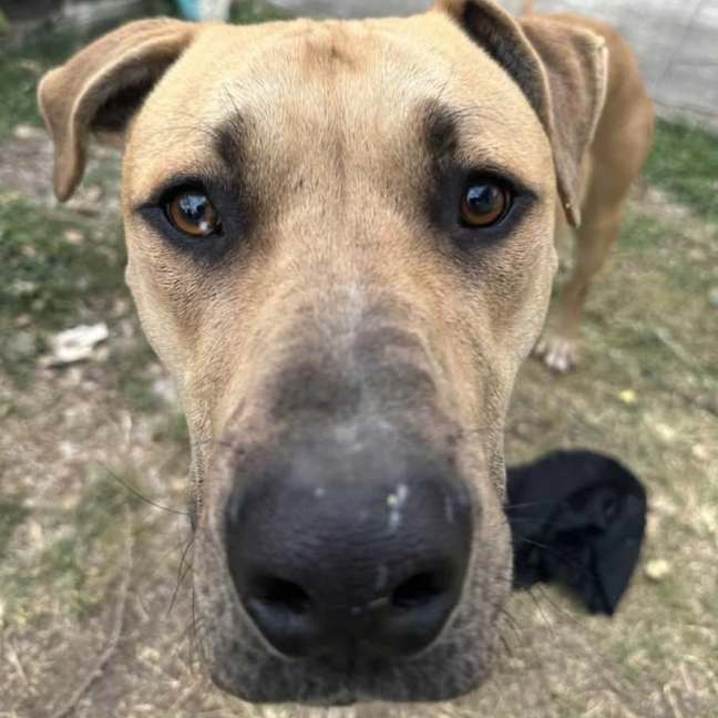 Photo of Gutsy Smurf