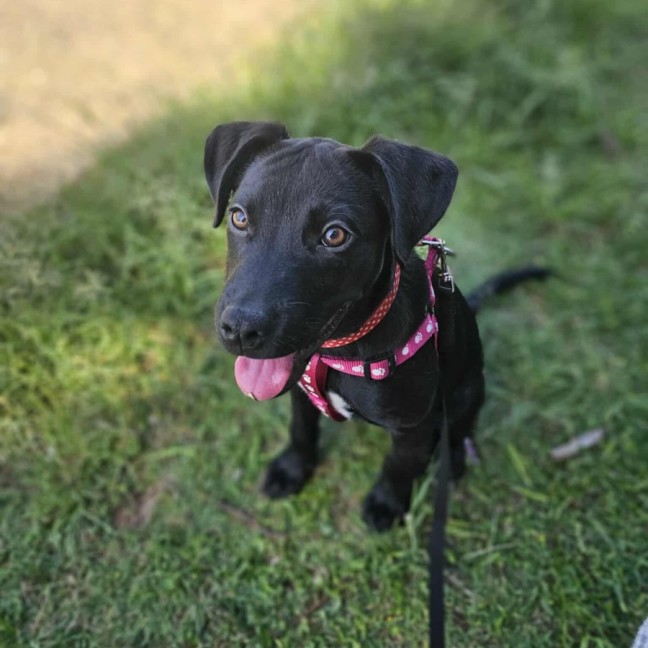 Photo of Lumi