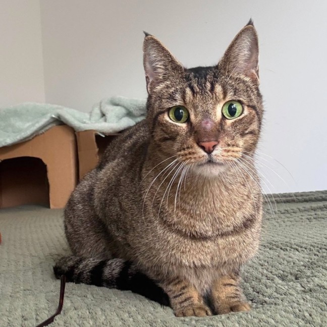 Photo of Smokey