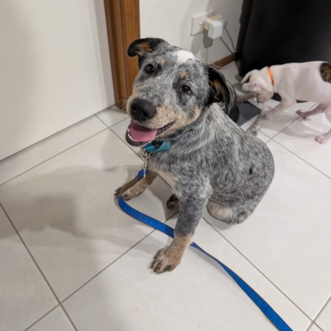 Photo of Bluey 