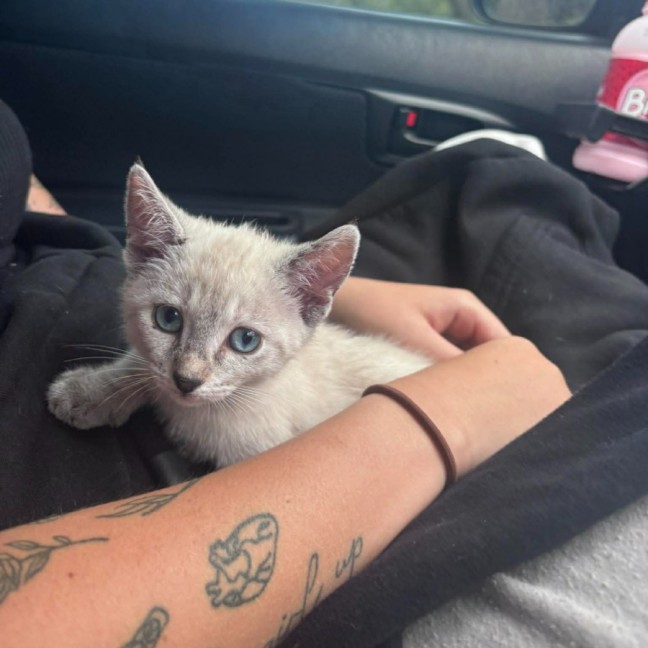 Photo of Pearl