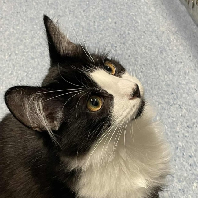 Photo of Marv   Located In Kew