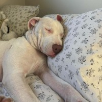 Photo of Max