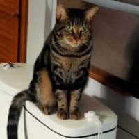 Photo of Biscuit (Located In Berwick)