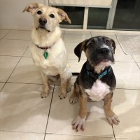 Photo of Russel Dara