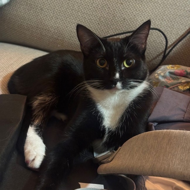 Photo of Pistachio