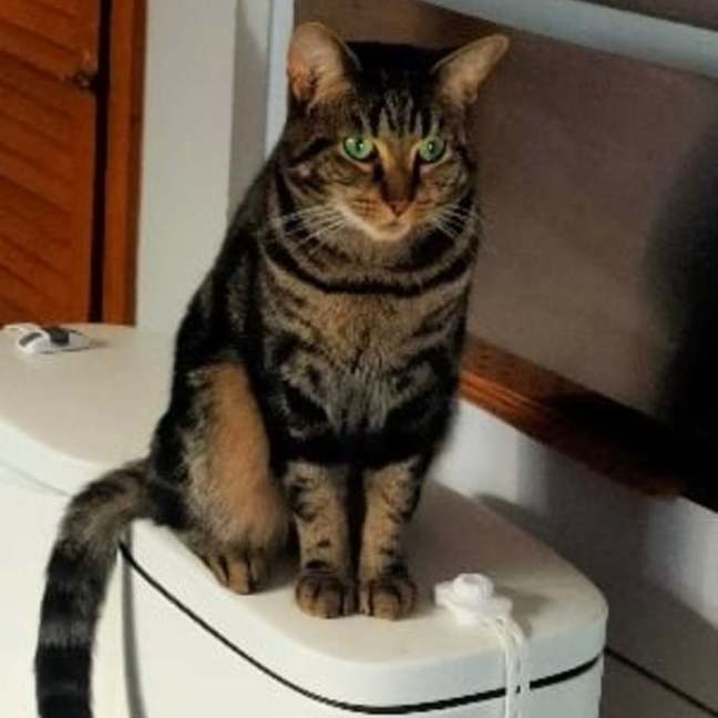 Photo of Biscuit (Located In Berwick)