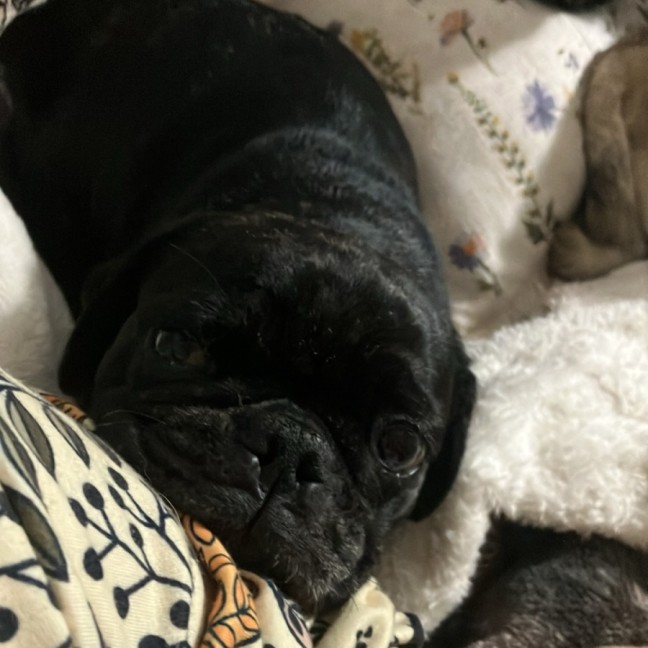 Photo of Opal