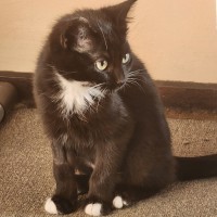 Photo of Gretel 
