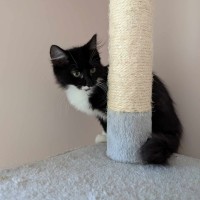 Photo of Pebbles Flintstone 