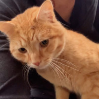 Photo of Pumpkin Sam