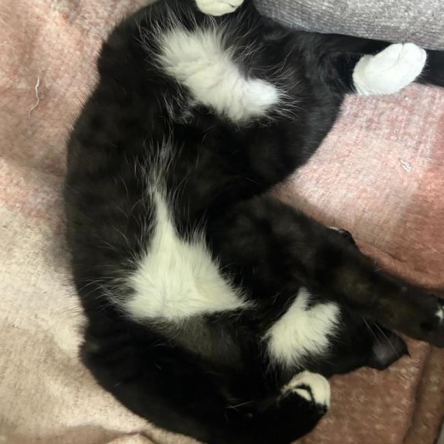 Photo of Socks