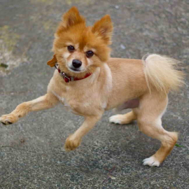 Photo of 🕺 Chewie 🕺