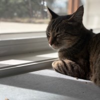 Photo of Poppy (Empty The Nest $50 Adoption Special )