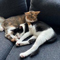 Photo of Lemme & Evie