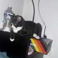 Photo of Fuku