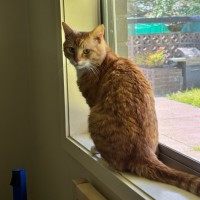Photo of Basil * 9 Lives Project Rescue*