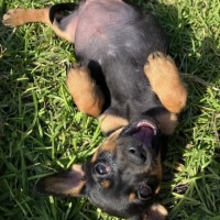 Photo of Mabel, Pug X Dachshund X French Bulldog Puppy