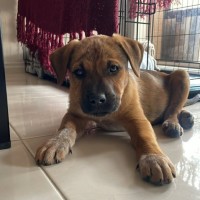 Photo of Oliver