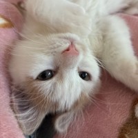 Photo of Mochi