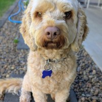 Photo of Pickles