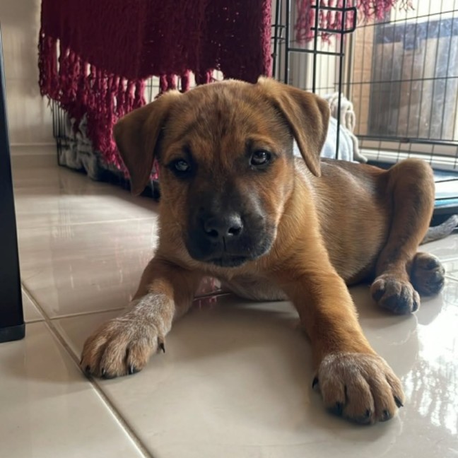 Photo of Oliver