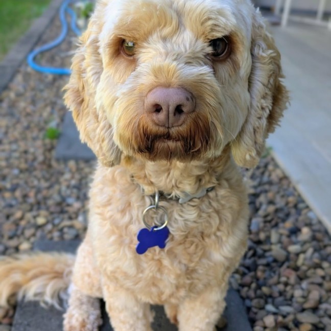 Photo of Pickles