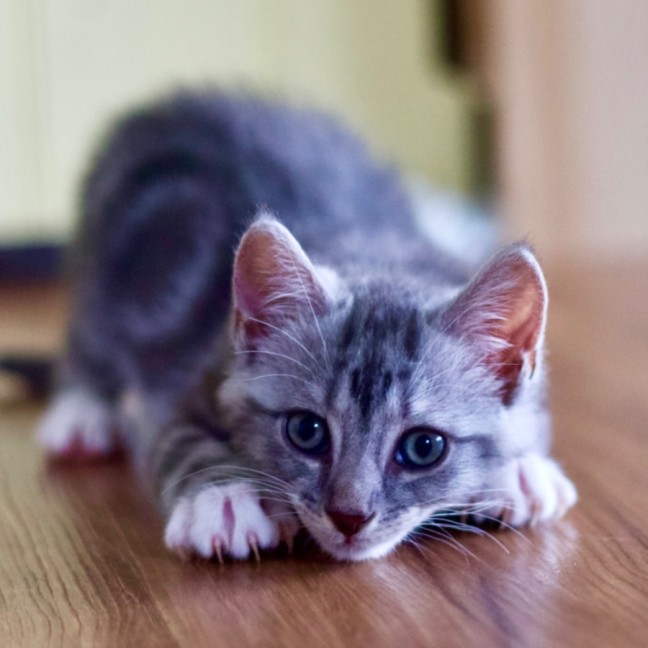 Photo of 🥜 Peanut Butter 🥜