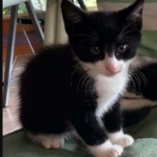 Photo of Peanut