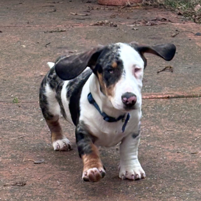 Photo of Slinky