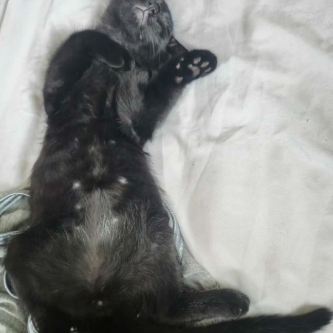 Photo of Mr Purrcival