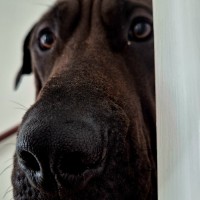 Photo of Khai