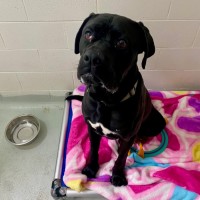 Photo of D1067 Buster