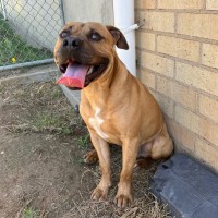 Photo of Ollie
