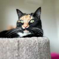 Photo of Milly *9 Lives Project Rescue*