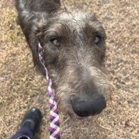 Photo of Banjo 