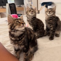 Photo of Dennis, Red, Leo 