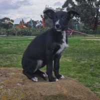 Photo of Bindi