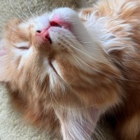 Photo of Georgie