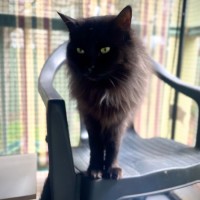 Photo of Raven 