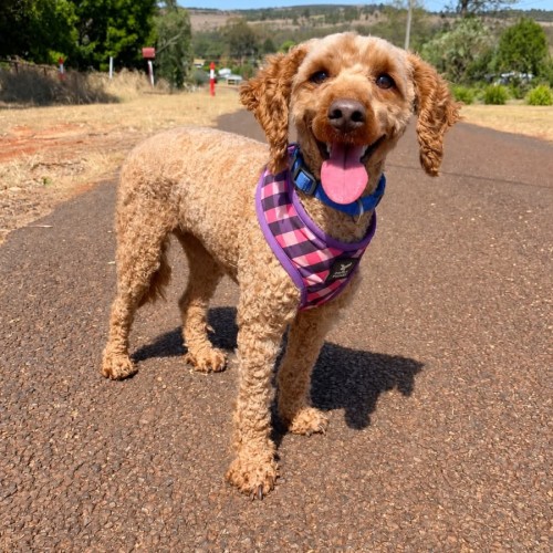 Charlie - Poodle (Toy) Dog
