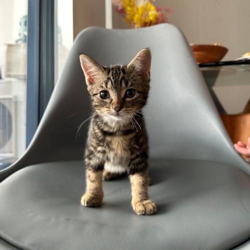 Maya - Domestic Short Hair (DSH) Cat