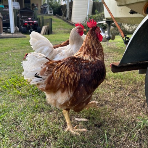 Arlo & Hattie  -  Chicken