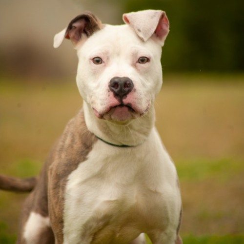Chino - Staffordshire Bull Terrier Dog
