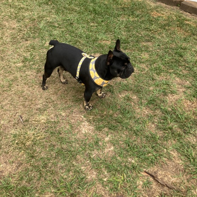 Photo of Buddy