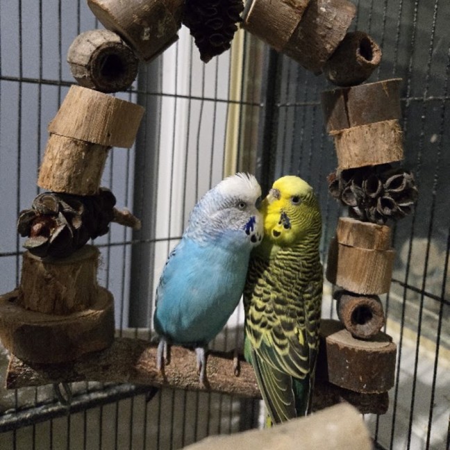 Photo of Kishmish & Mishmish