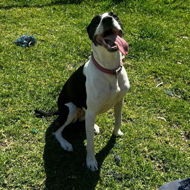 Photo of Jelly Bean
