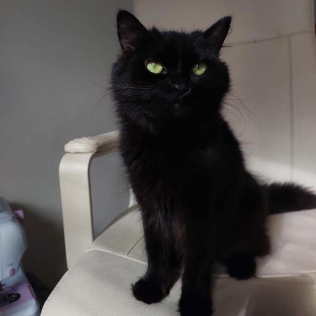 Photo of Eclipse 🖤