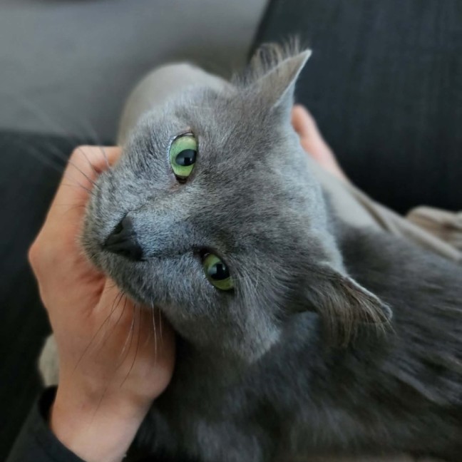 Photo of Sir Grayson